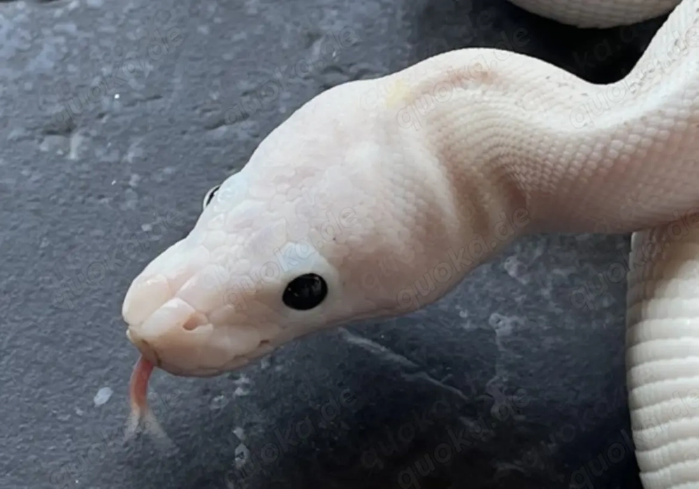 Königspython Super Fire   Weiblich, NZ 2023