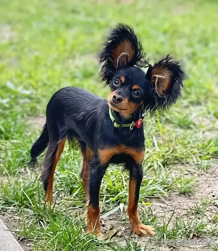 Russkiy Reykh Russkiy toy Rüde in Spergau - Hunde - kostenlose Kleinanzeigen