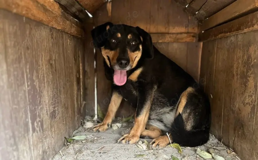 Neuanfang für Miss Elly gesucht