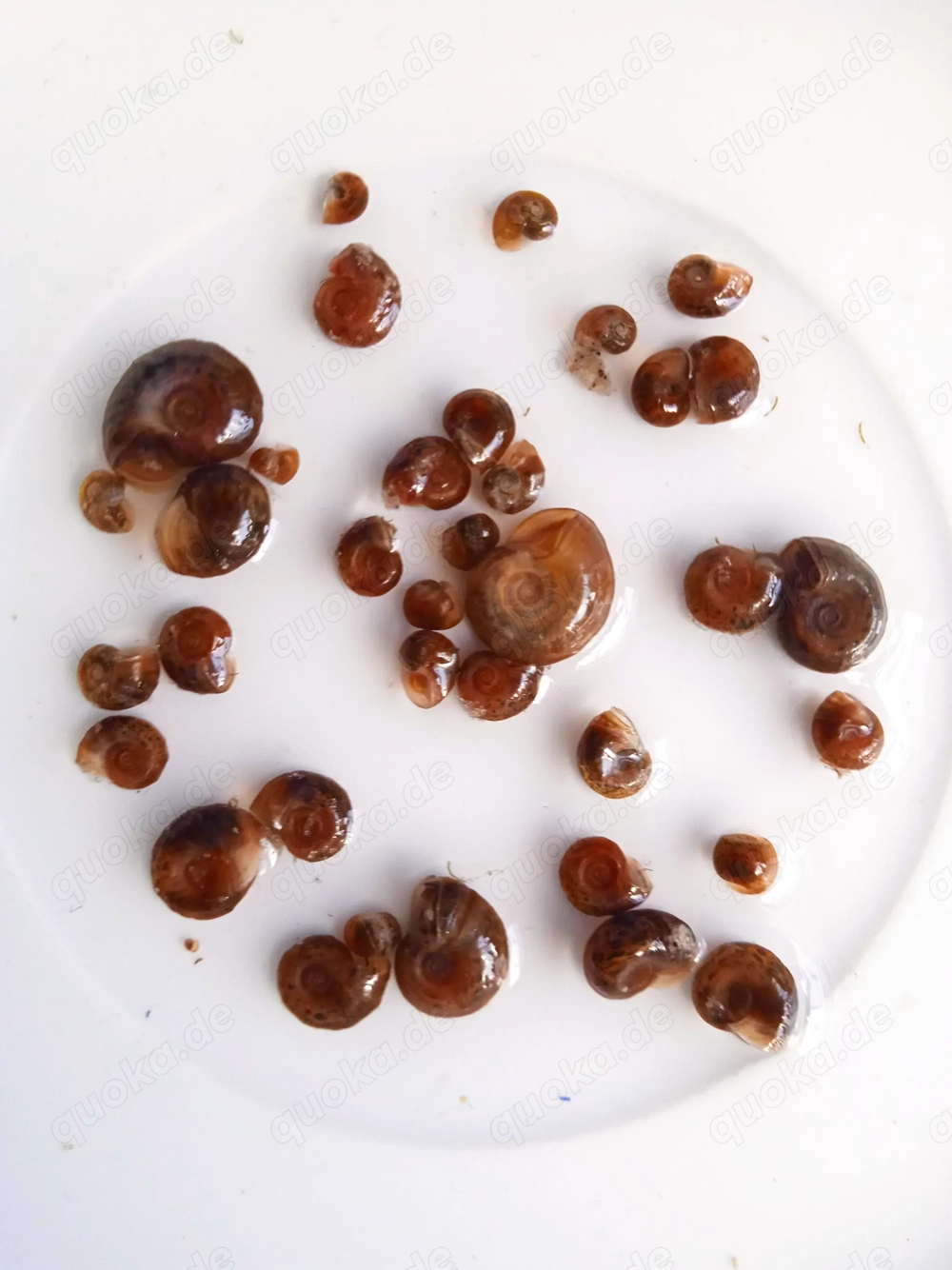 Braune Posthornschnecken