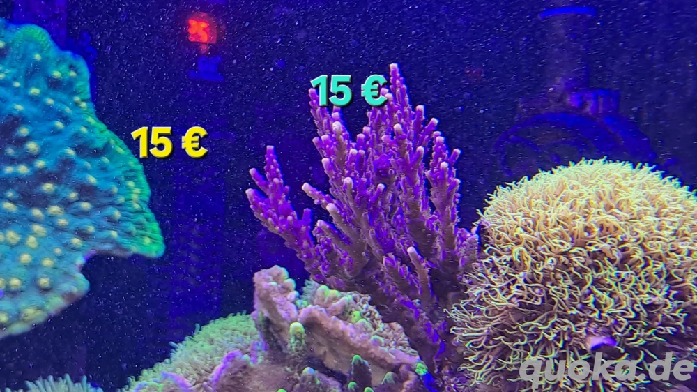 Acropora LPS SPS korallen Meerwasser 