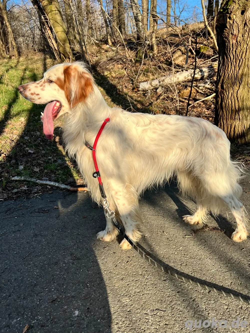 Wunderschöner lieber English Setter zu verk 