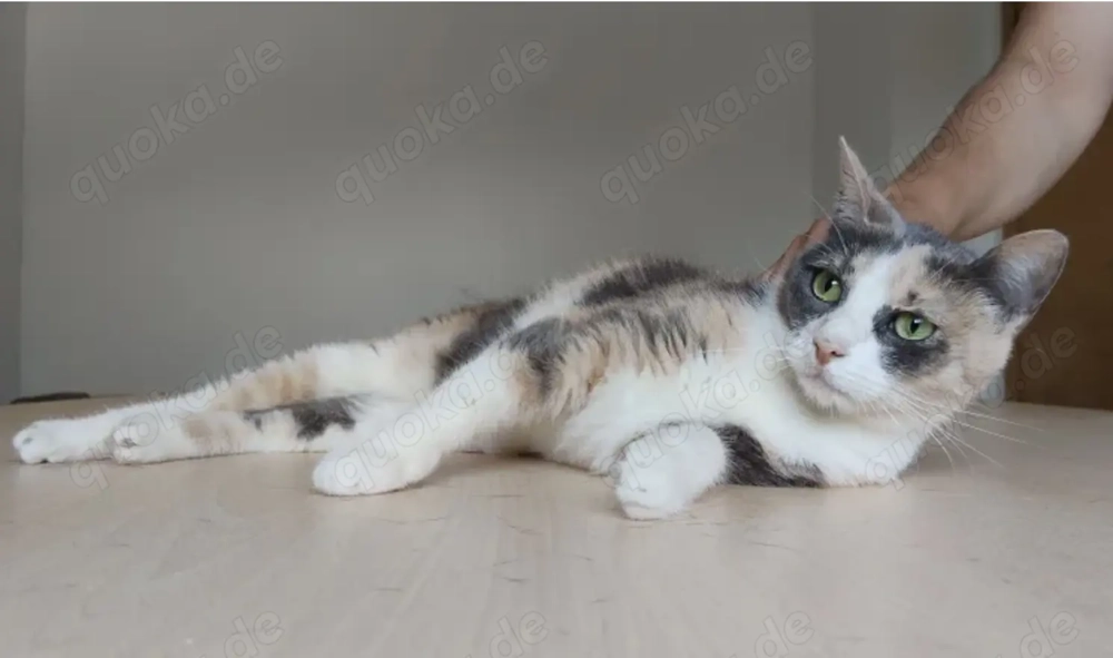 TRINITY- gesellig, selbstbewusst, unabhängig