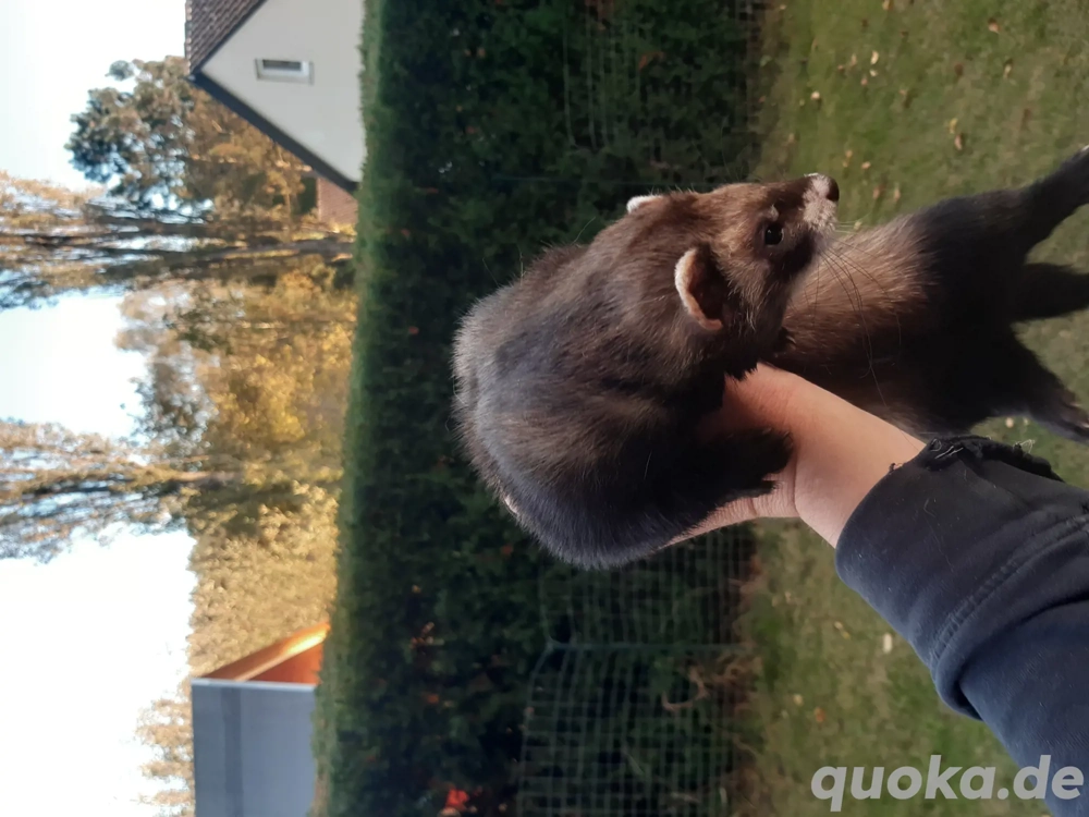 Frettchenwelpen abzugeben 