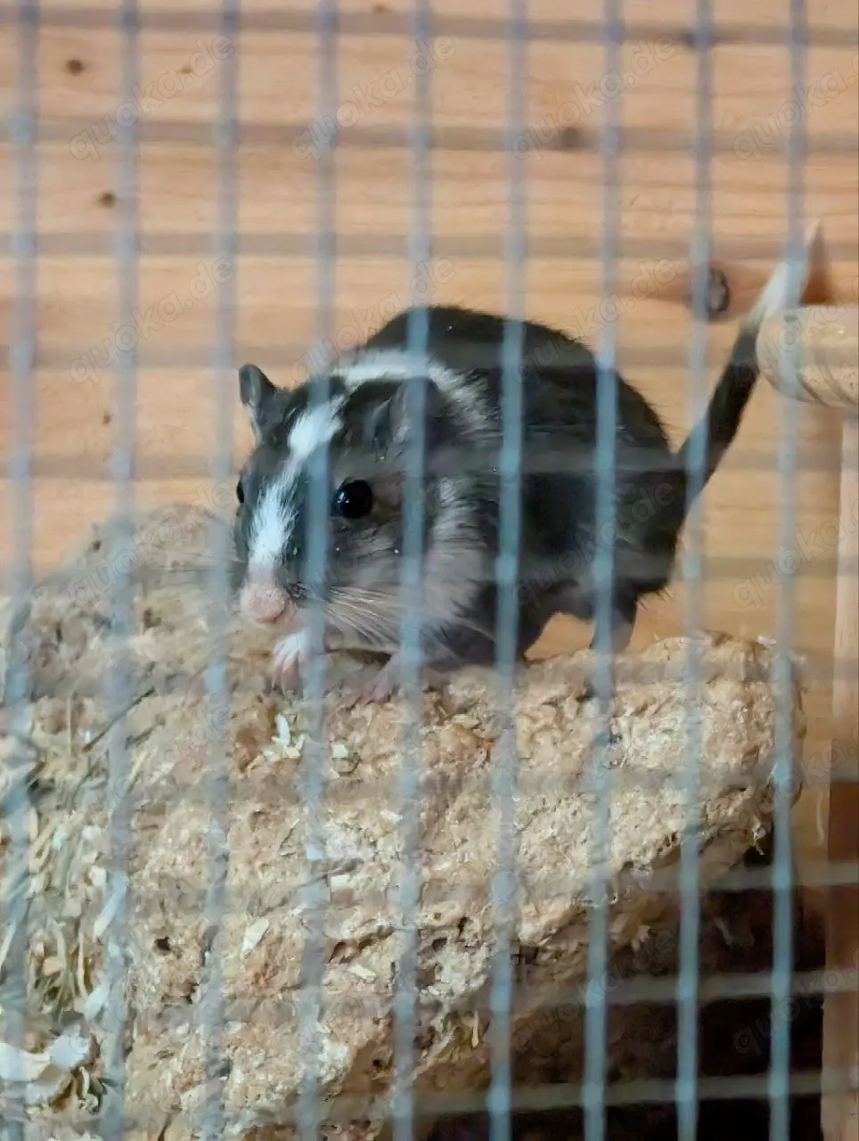 2 Rennmausmädchen abzugeben