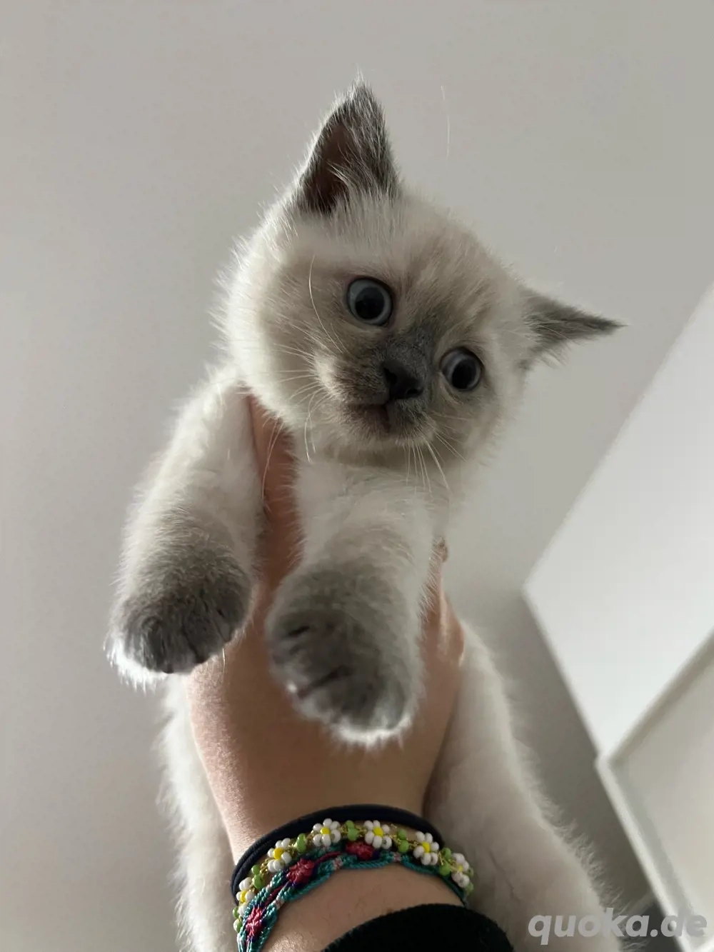 Bkh Kitten ,,Lina   sucht ein liebevolles Zuhause 