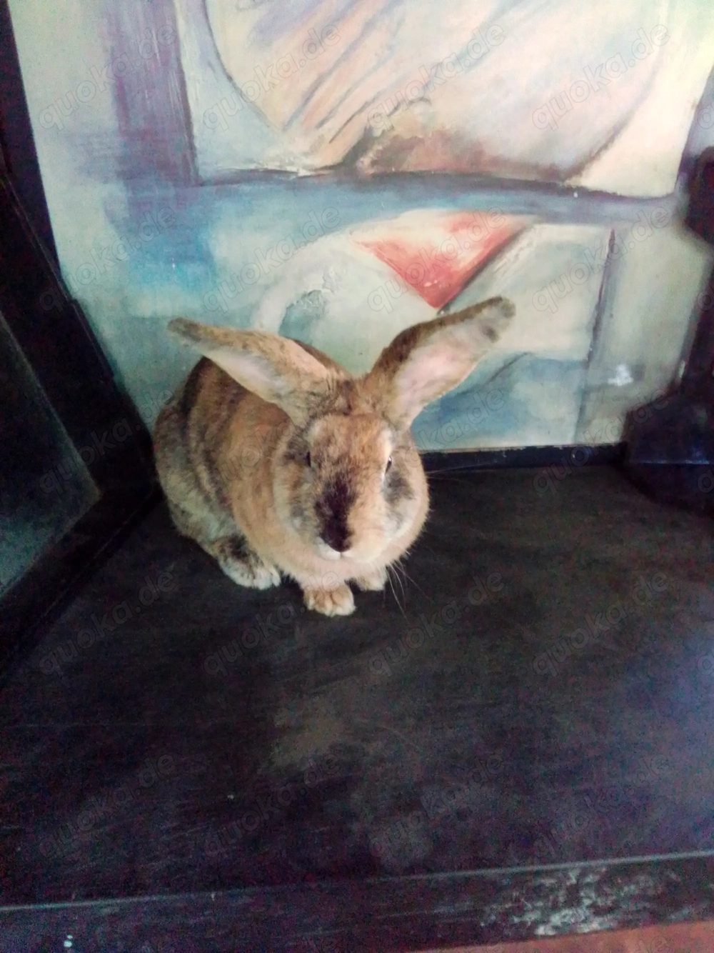 Kaninchen   Deutsche Riesen Mix