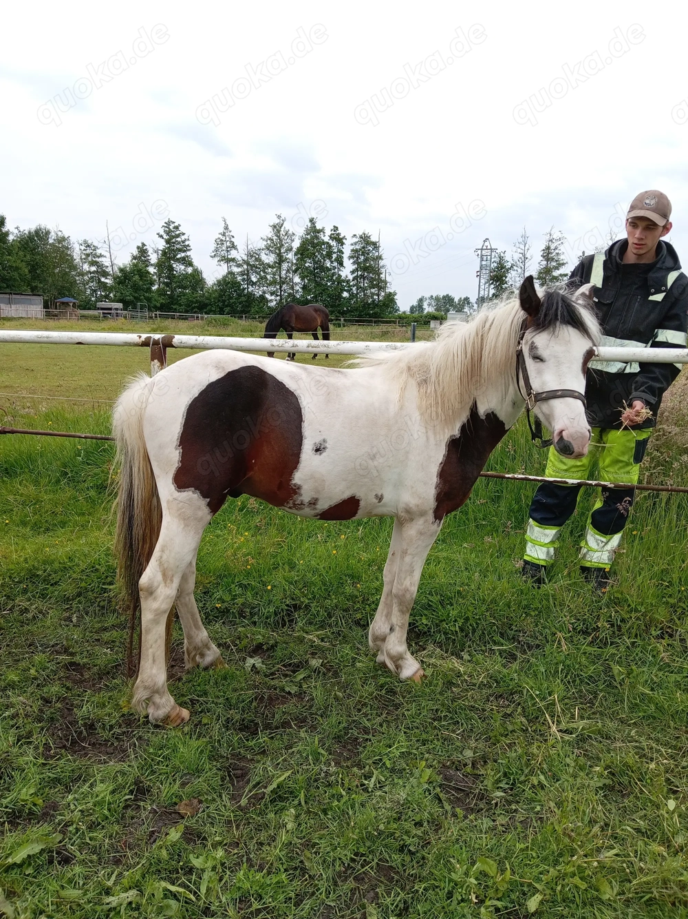 Kl. Deutsches Reitpony  UNIKAT 