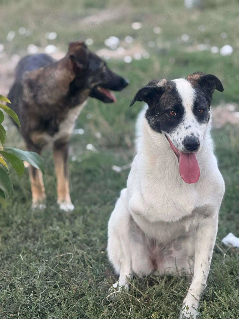 Zaubermaus Betsy auf drei Pfoten