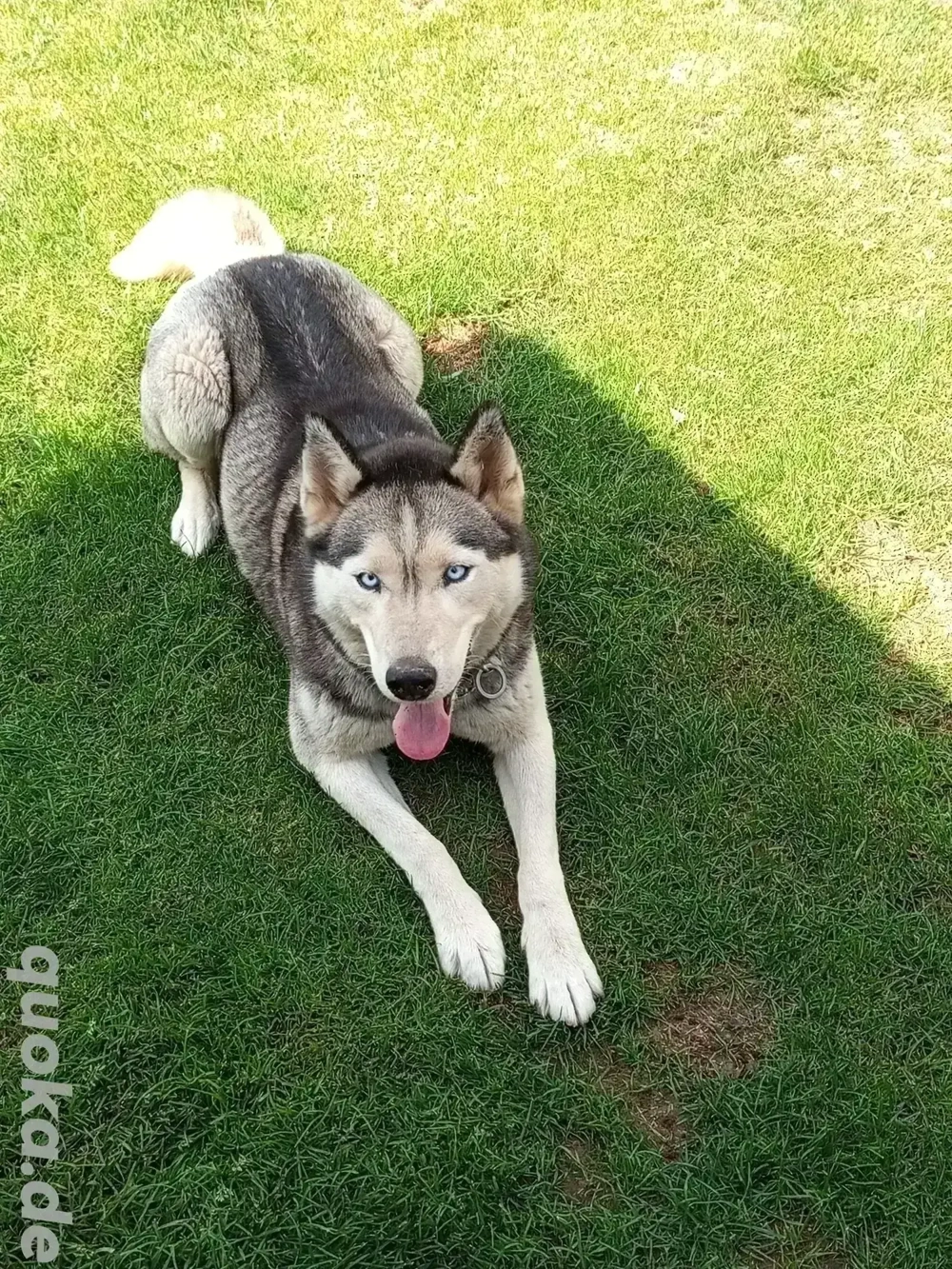 Sibirian Husky