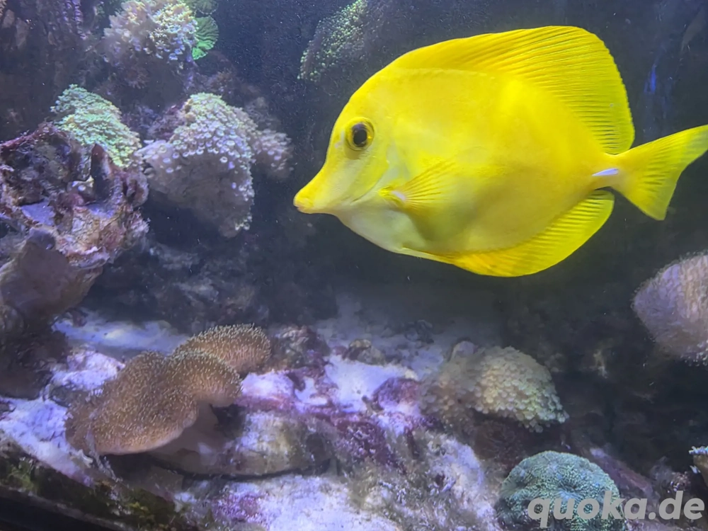 Hawaii-Doktorfisch (Zebrasoma flavescens)   gesund & futterfest