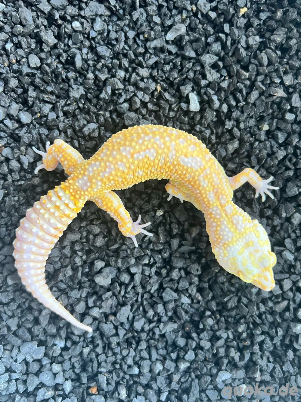 0.1 Stonewash RAPTOR Leopardgecko - Eublepharis macularius Weibchen