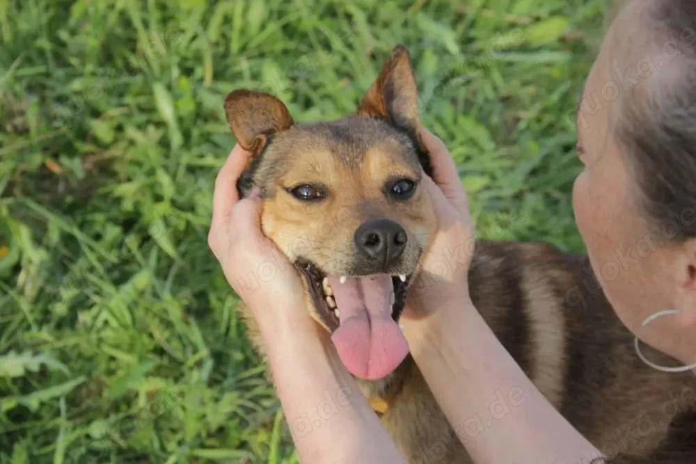 Jim sucht sein zu hause für immer 