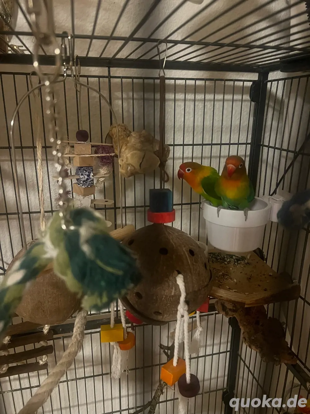 2 unzertrennliche mit käfig 