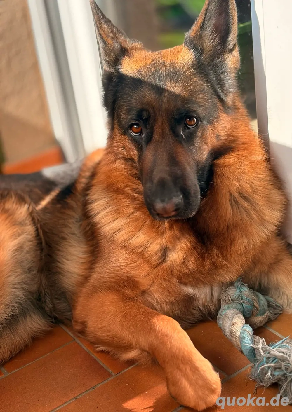 deutscher Schäferhund 