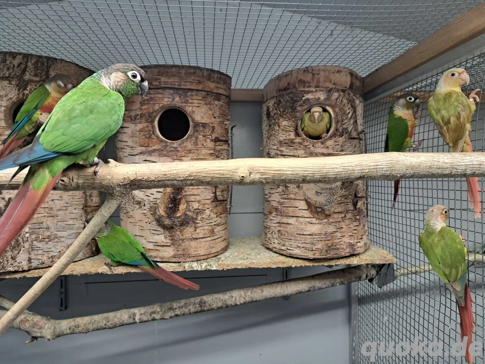 Grünwangenrotschwanzsittiche abzugeben 