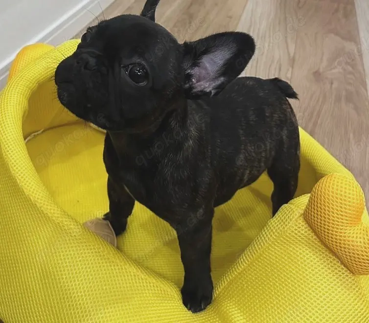 Reinrassige französische Welpen