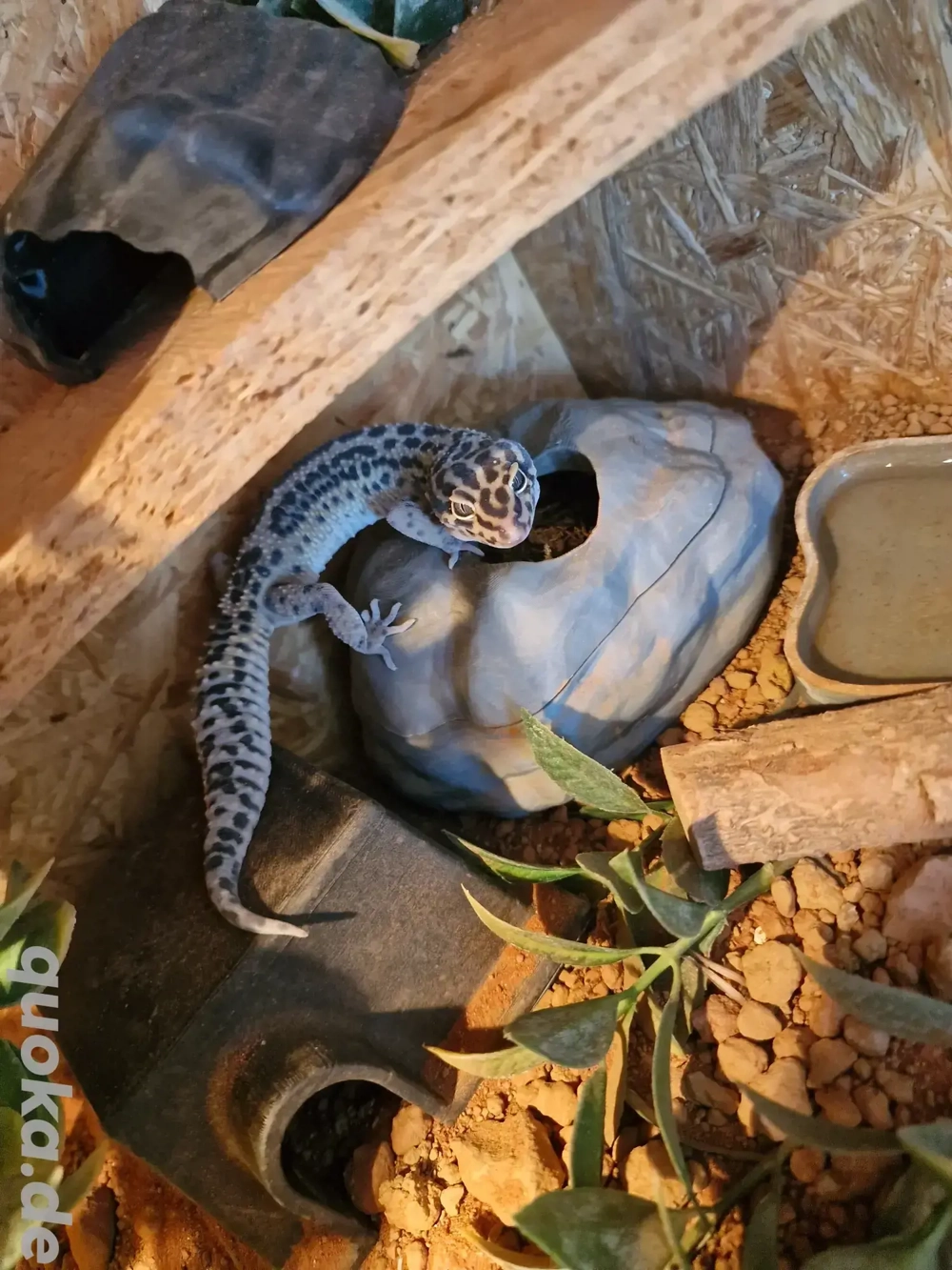 Leopardgecko Nachwuchs