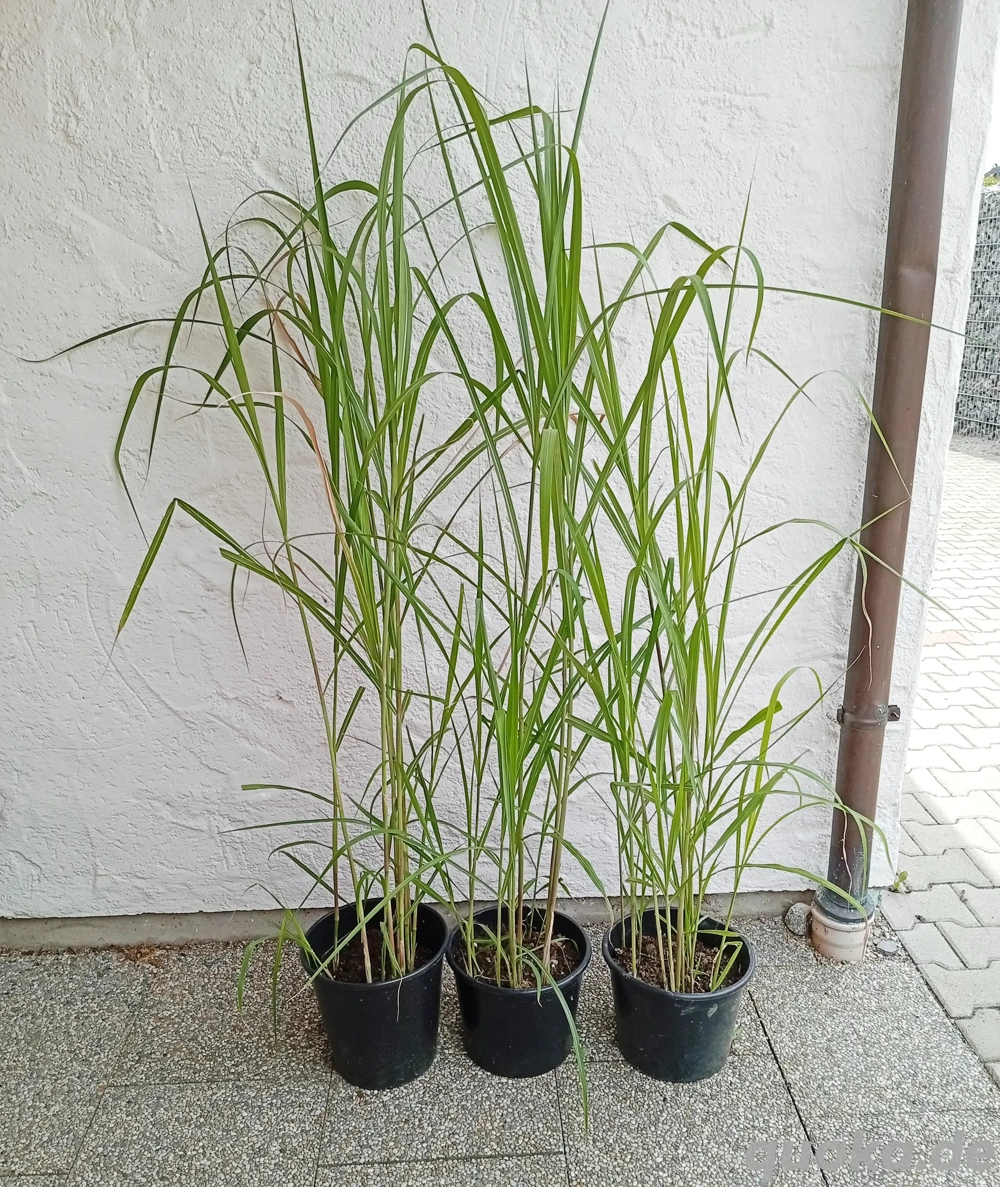 Große Töpfe Chinaschilf, winterhart