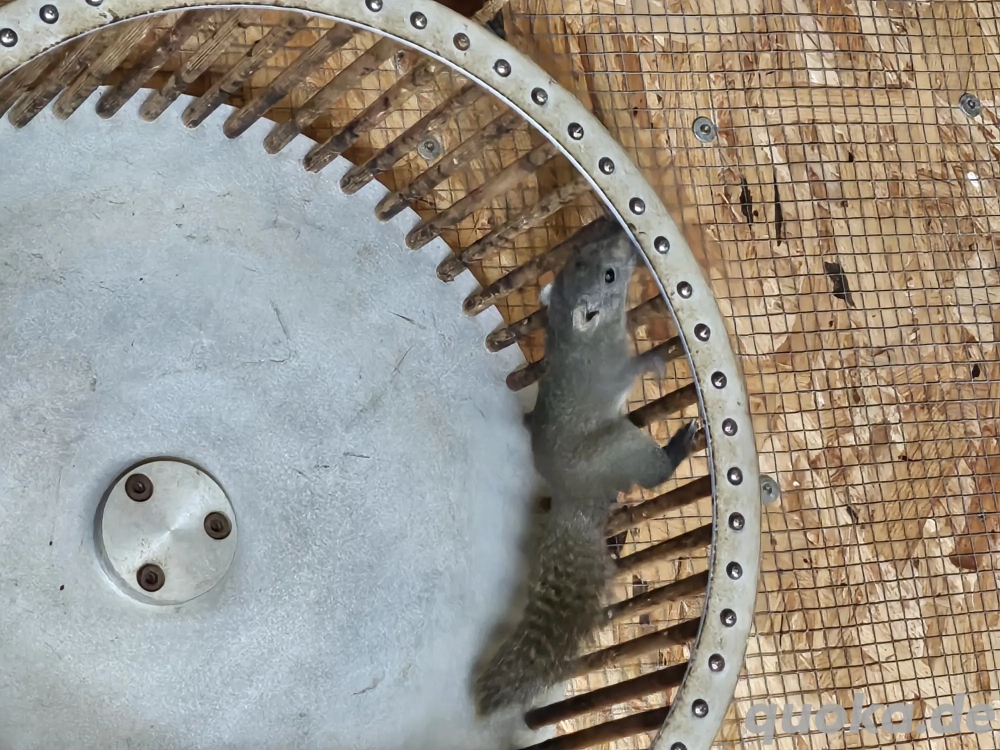 2,3 Perny -Langnasenhörnchen ( Dremomys pernyi )