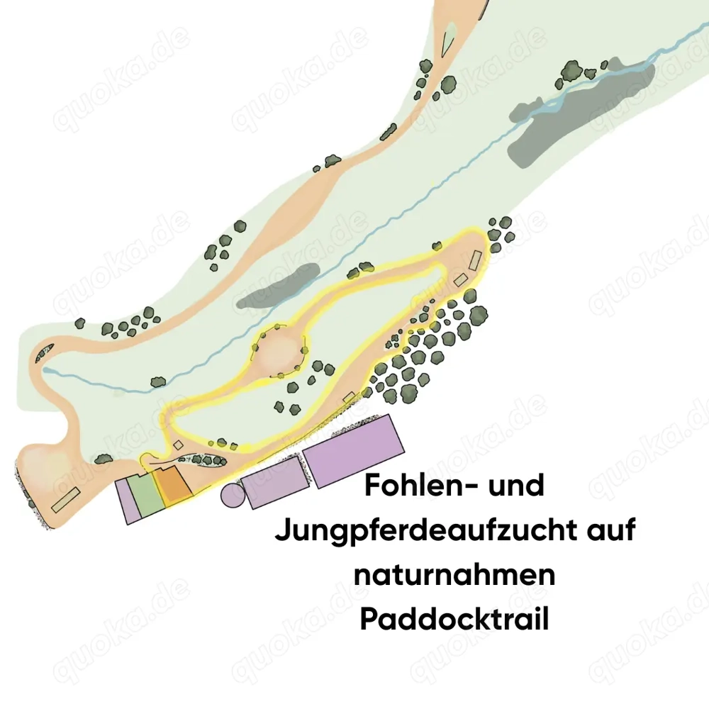 Gesunde Fohlen- und Jungpferdeaufzucht im Paddocktrail