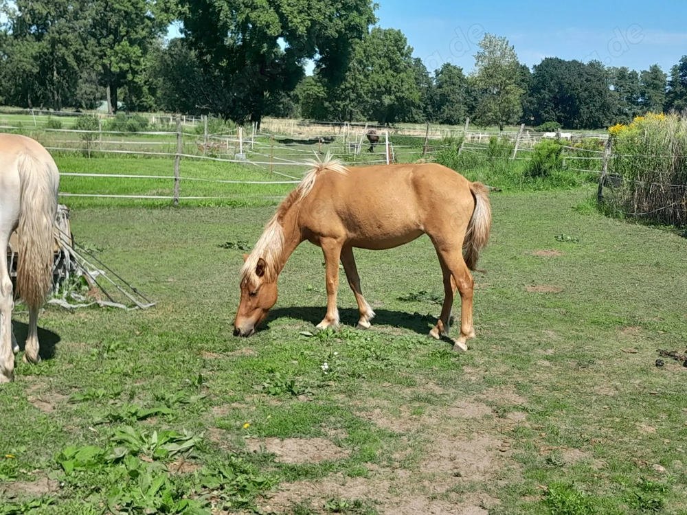 Islandstute, geboren 2022, Fuchsfalbe