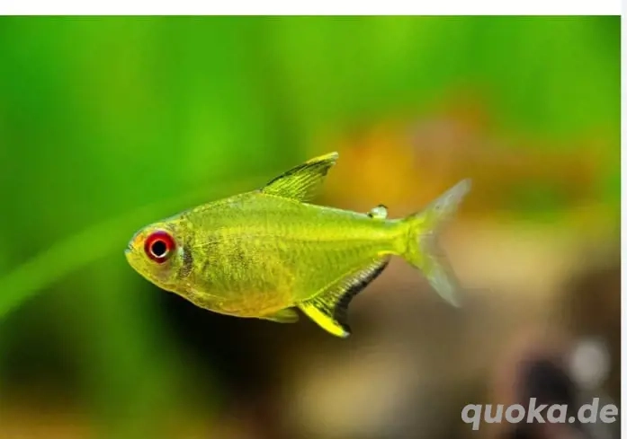 Biete 10 Zitronensalmler an