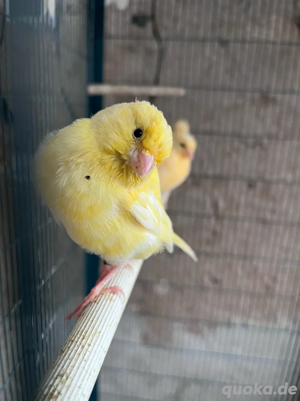 gelbe Kanarienvögel