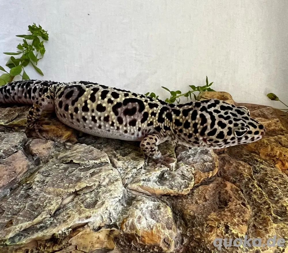 Leopardgecko Mack Snow Männchen 