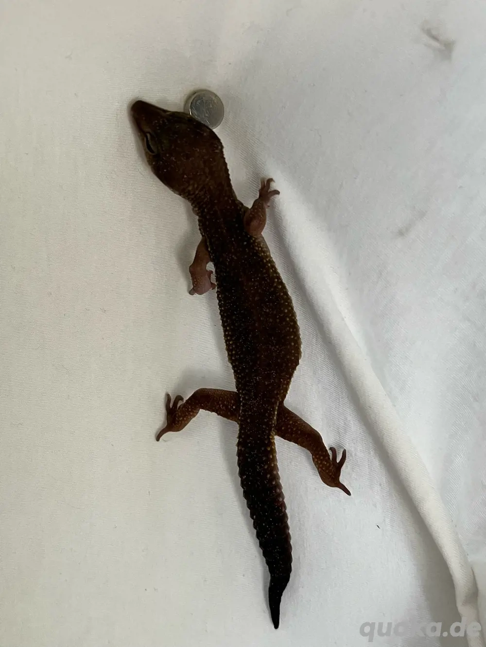 leopard gecko Black night weibchen