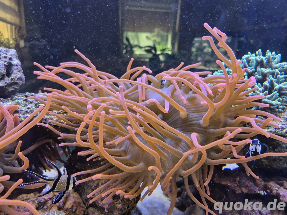 Sunburst Anemone Meerwasser