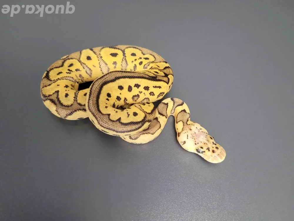 0.1 Pastel Gravel Clown Königspython