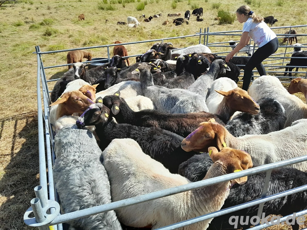 Krainer Steinschafe Bio