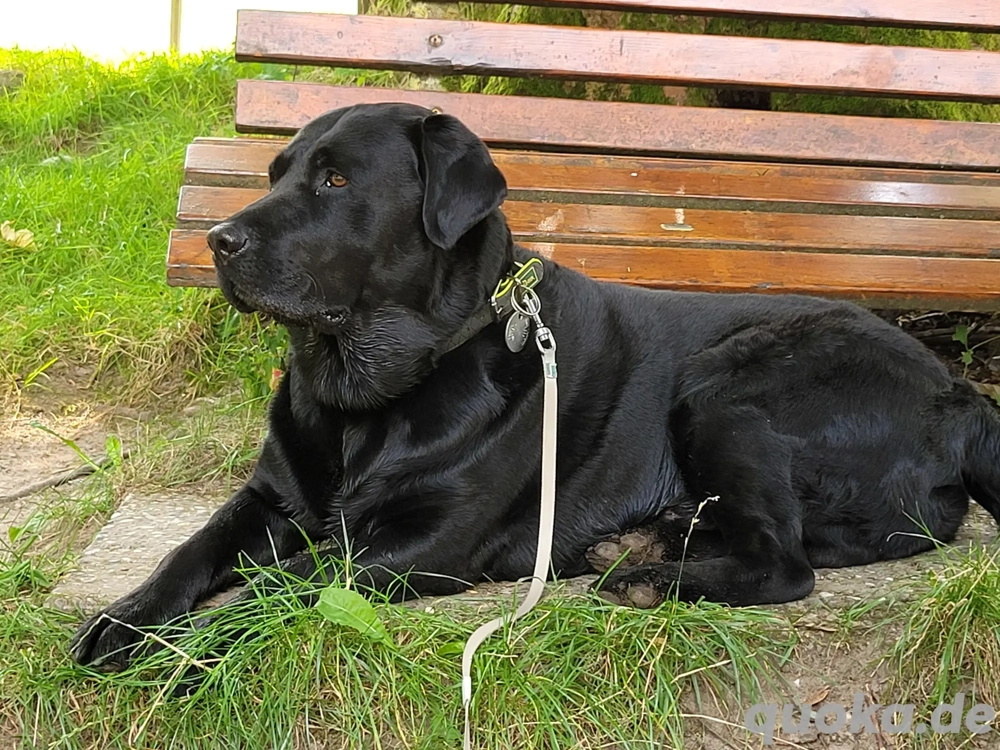 Deckrüde - Labrador-Retriever - Arne von Lammertshof   schwarz   kein Verkauf - 2025 Welpenankündig.