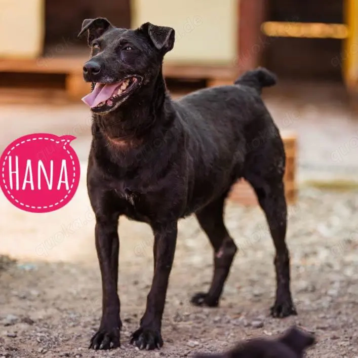 Hana, Deutscher Jagdterrier Mix Hündin sucht dringend ein Zuhause, Notfall