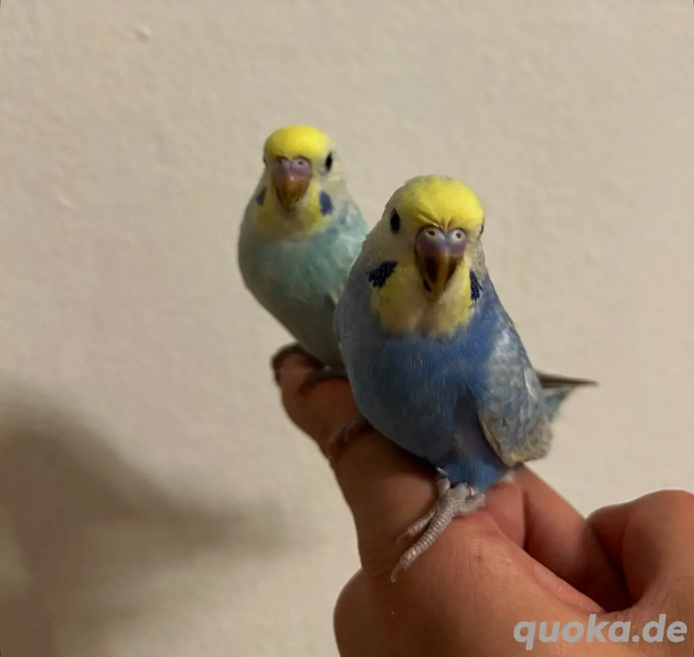 Vogel-Hotel die perfekte Urlaubsunterkunft