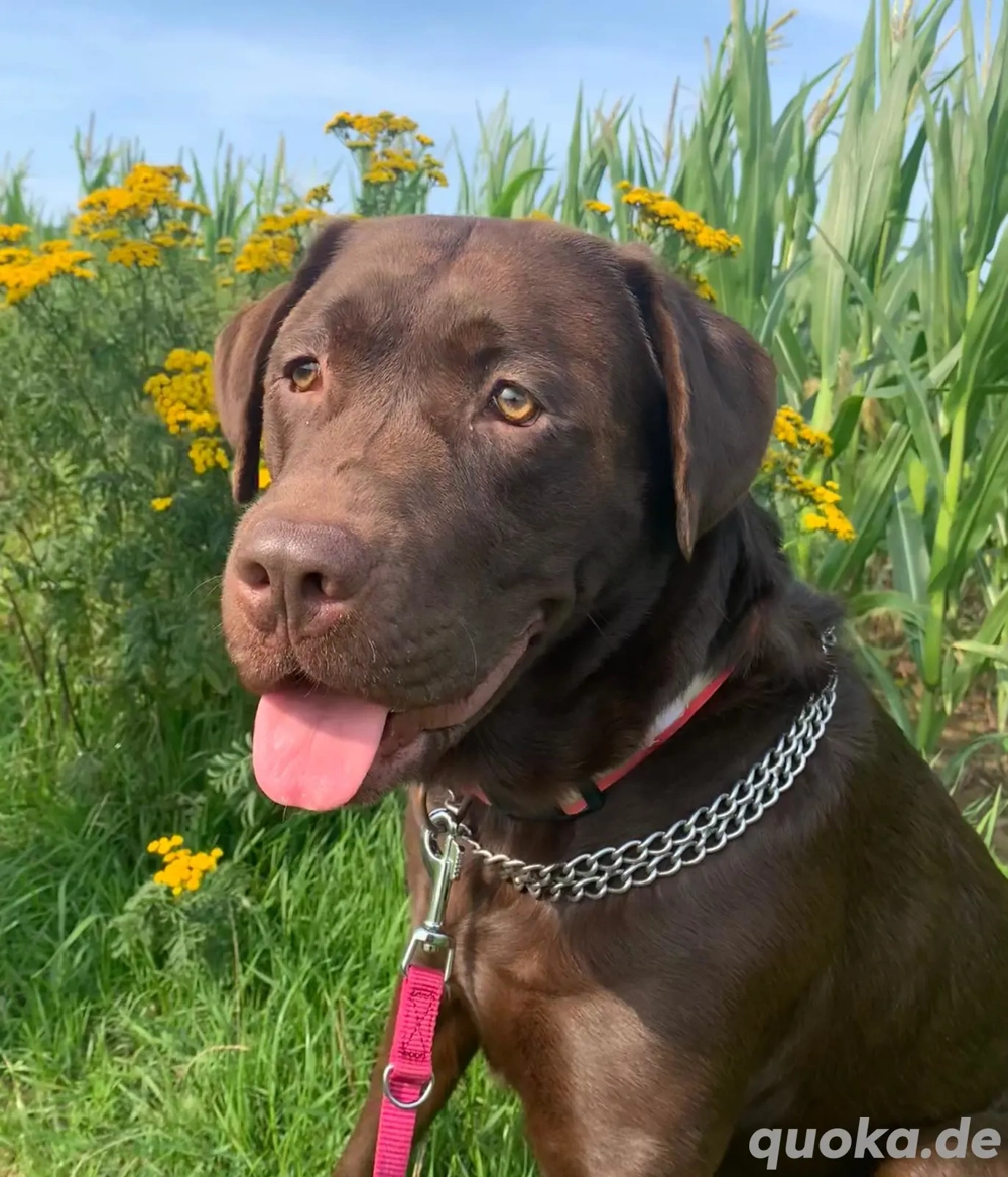 Labrador Deckrüde (Schowlinie) mit sehr viel Erfahrung 