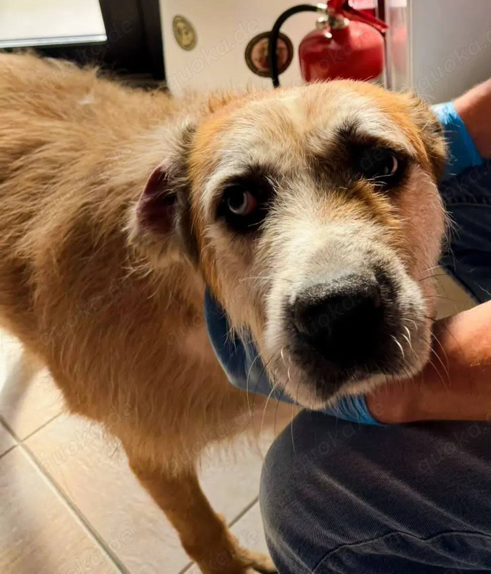 Ringo - sanfter Rüde sucht liebevolles Zuhause