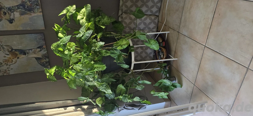 Pfeilblatt Zimmerpflanze sehr groß 