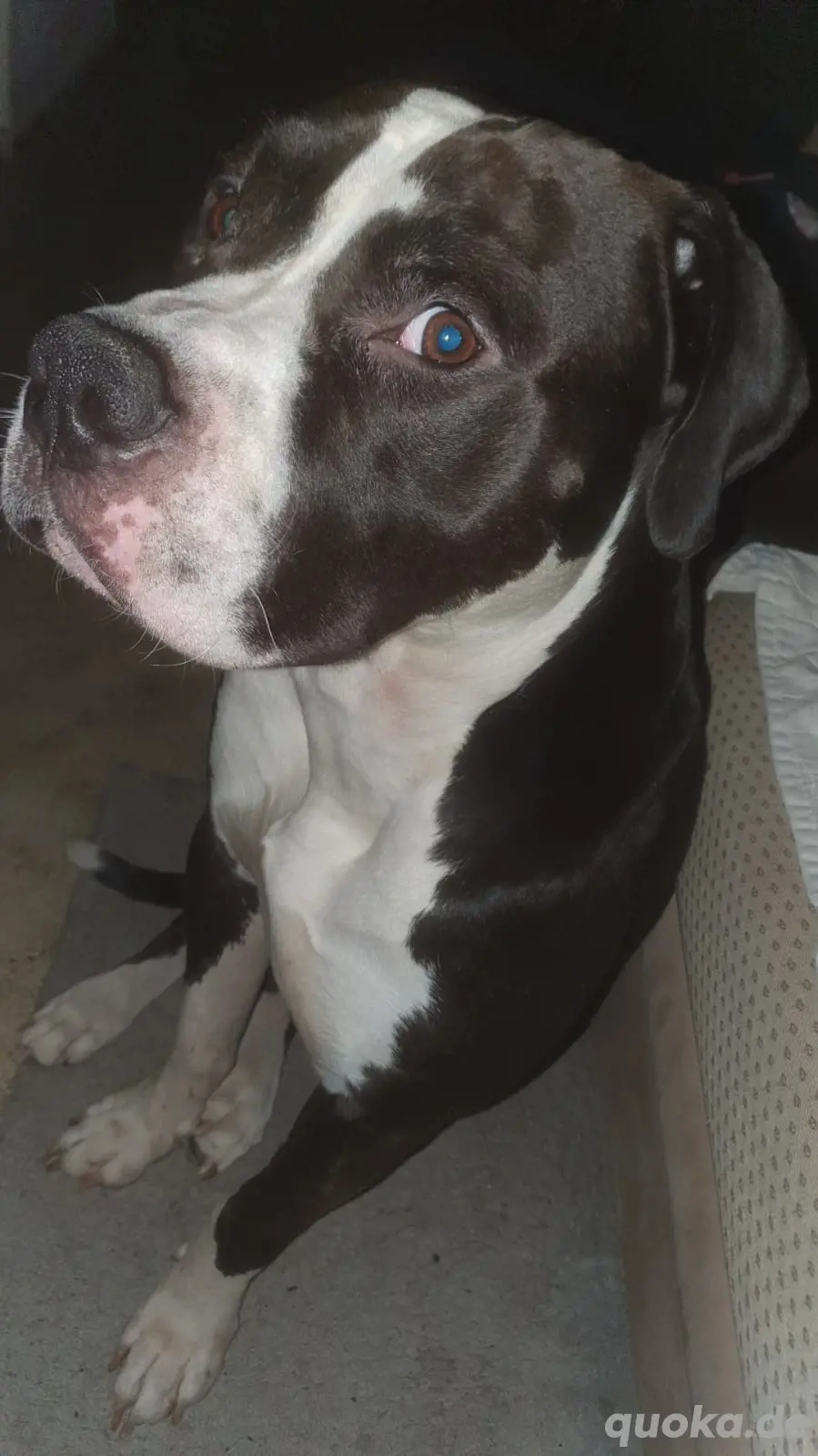 deutschdogge Mischling  deutschdogge Mischling