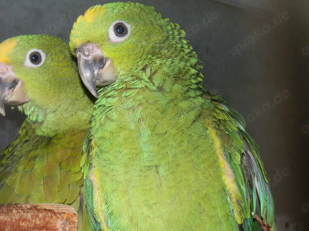 Surinam - Amazonen ( Gelbscheitel -Amazonen )