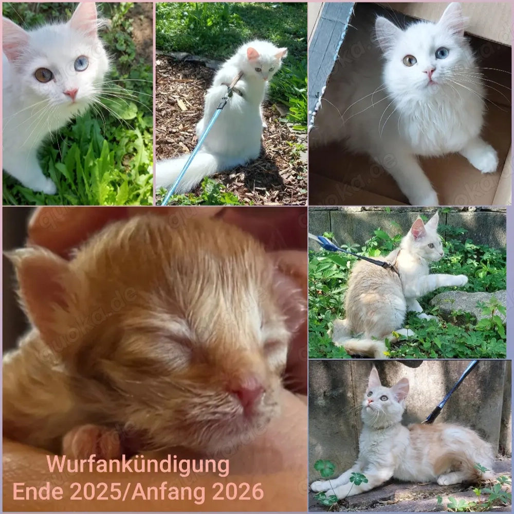 Maine Coon Wurfankündigung für Mai
