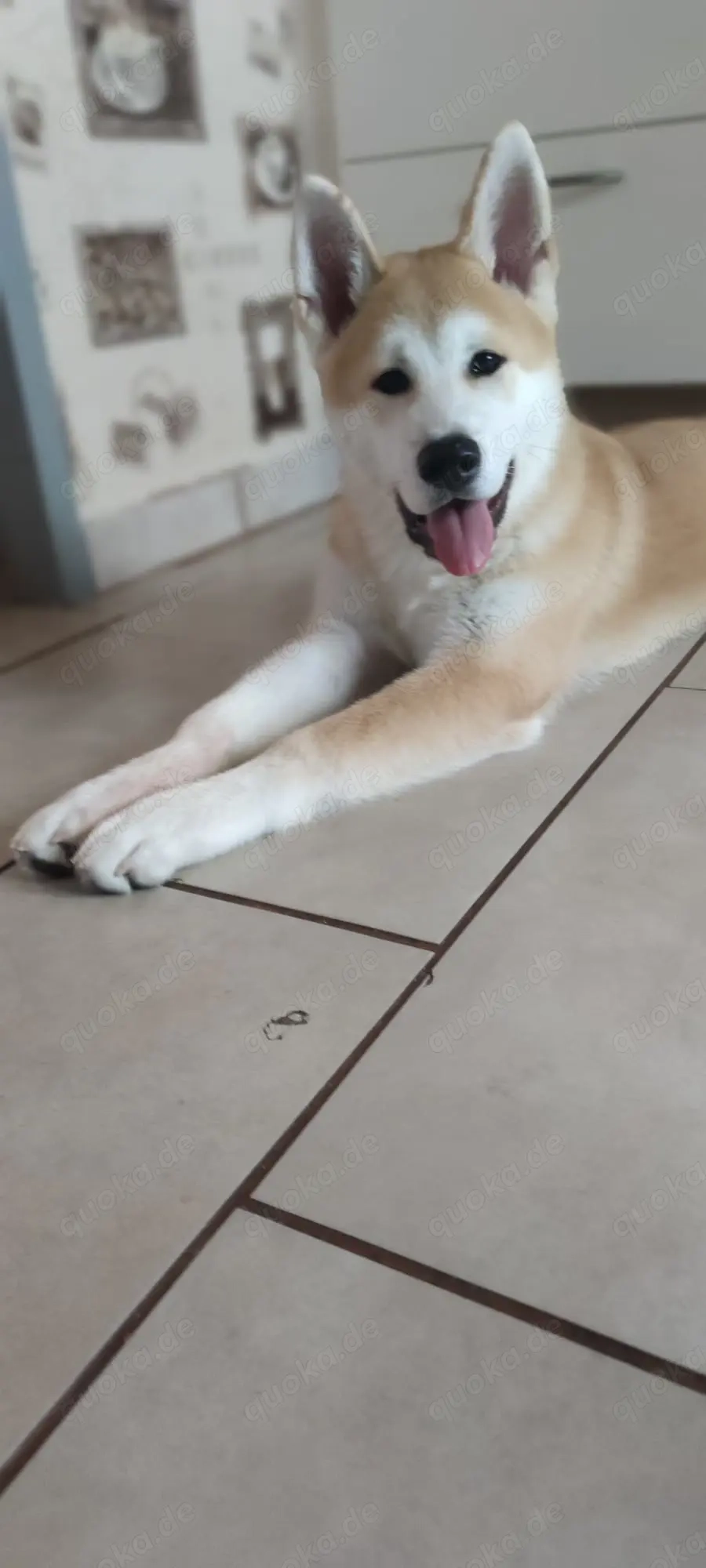 Akita inu rüde zu verkaufen 