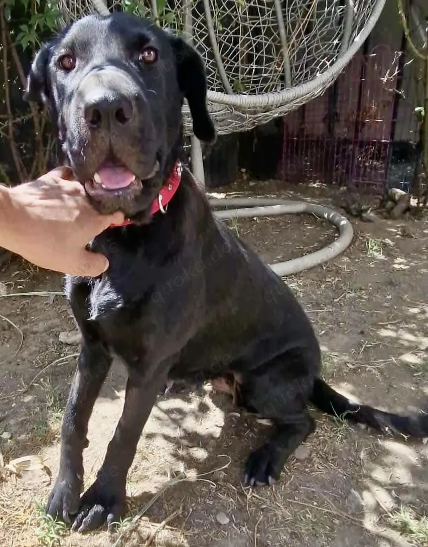 Annabelle - hoffnungsvolle Doggen-Mix-Hündin