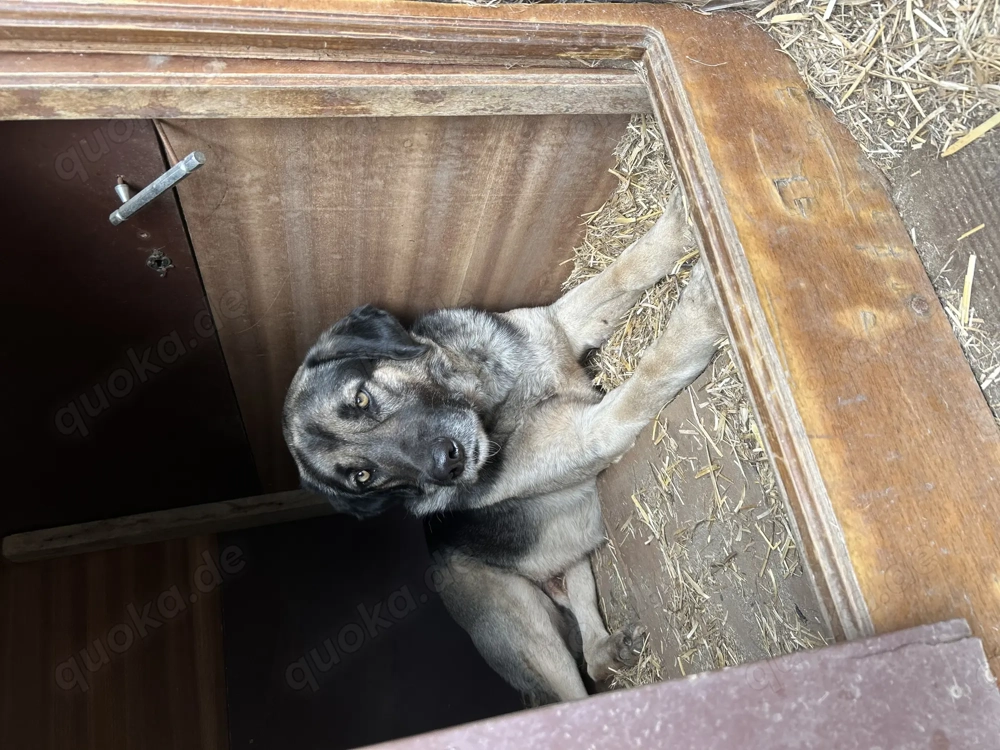 Zuhause oder Pflegestelle gesucht für Linus