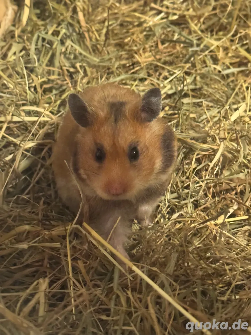 Teddy Hamster Babys, Jungtiere 