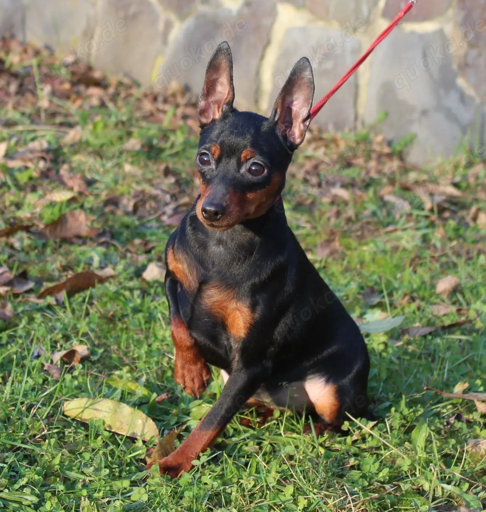 Niedlicher, reinrassiger Zwergpinscher-Rüde.