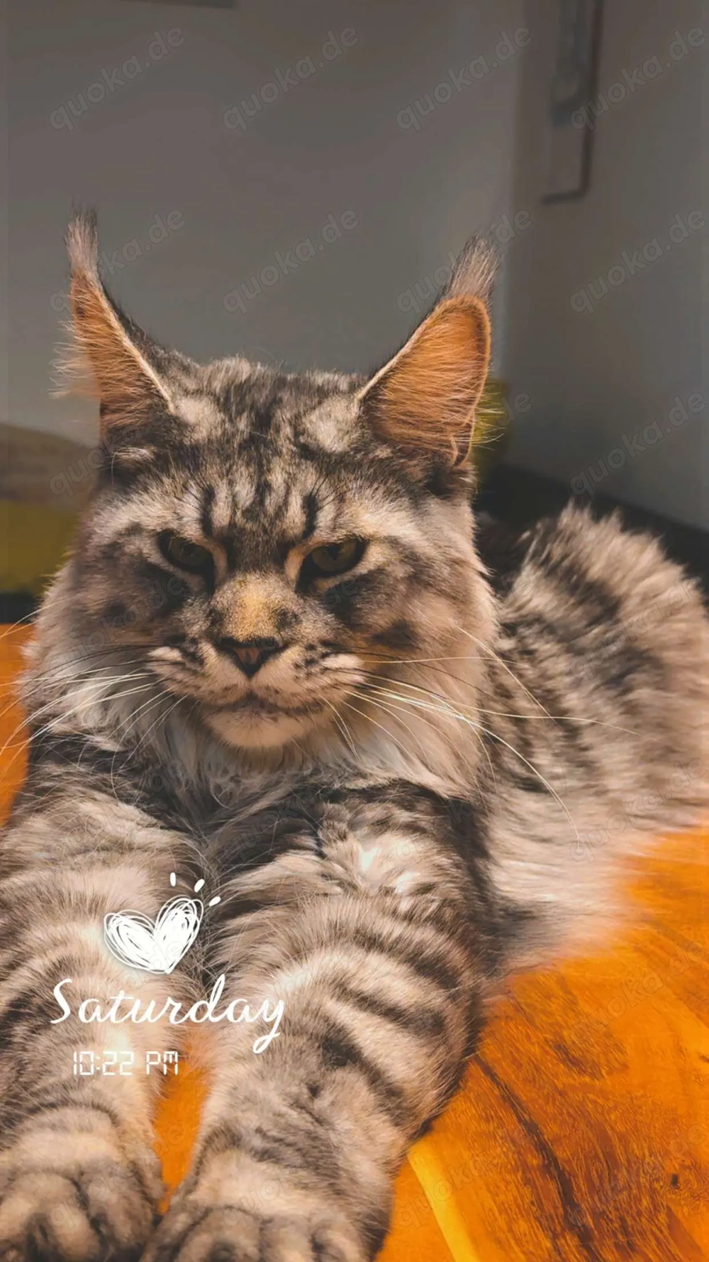 Maine-Coon-Katze mit Stammbaum