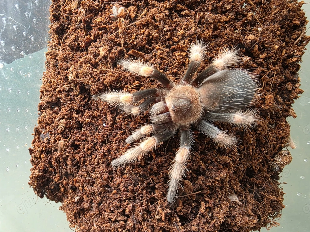 Biete Vogelspinnen Brachypelma Harmorii  für 10 Euro 