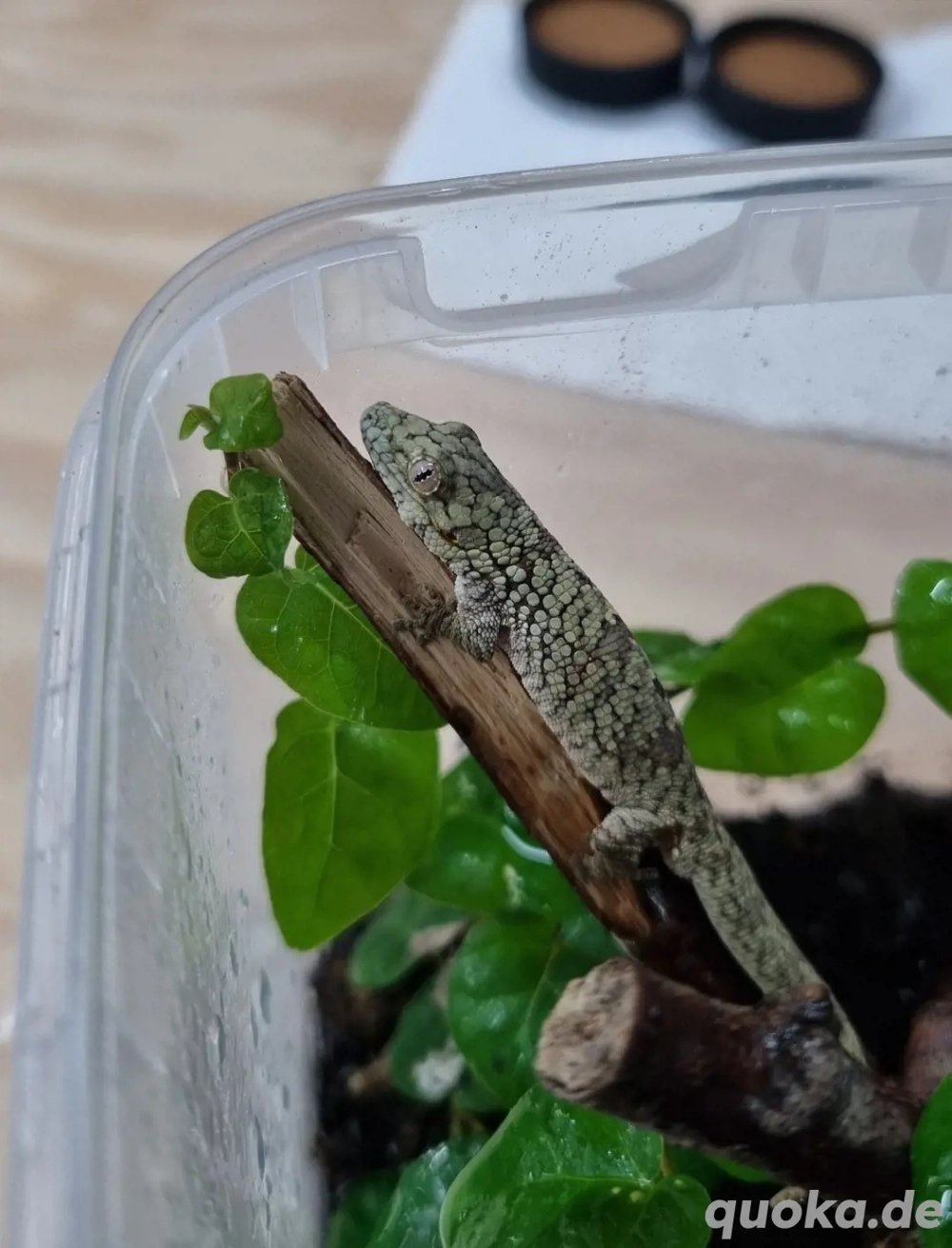 Eurydactylodes occidentalis Paar Männchen 